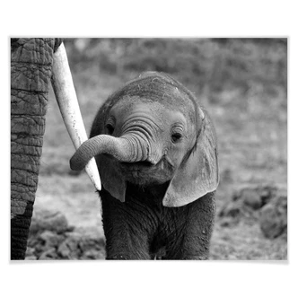 Poster Alicke - Close to Mom 