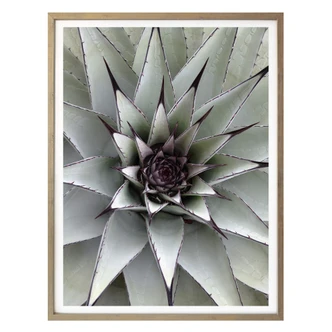 Poster Agave 01 
