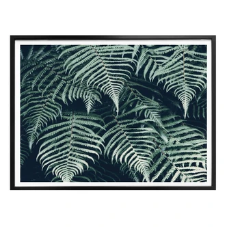 Poster Fern 02 