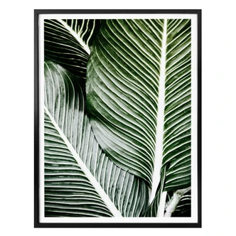 Poster Palm Tree Leaves 