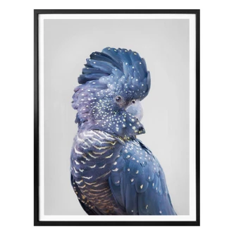 Poster Sisi & Seb - Blue Cockatoo 