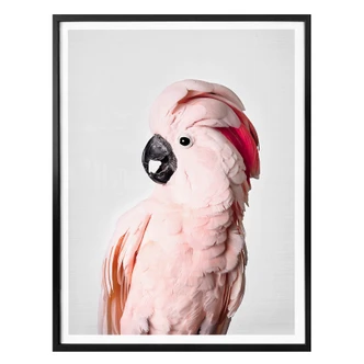 Poster Sisi & Seb - Pink Cockatoo 