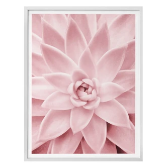 Poster Sisi & Seb - Pink Succulents 