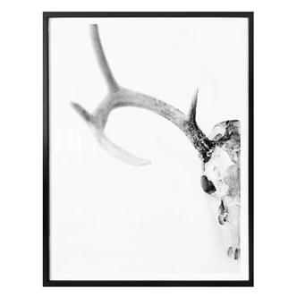 Poster Skull of a Deer 