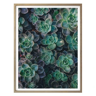 Poster Succulents 