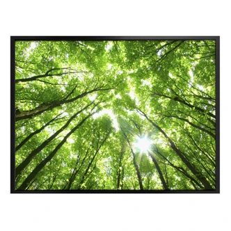 Poster Sunny Forest 2 