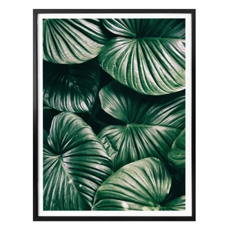Poster - Urban Jungle - Alokasie Calidora 