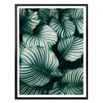 Poster - Urban Jungle - Calathea Orbifolia 