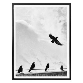 Poster Free as a Bird 