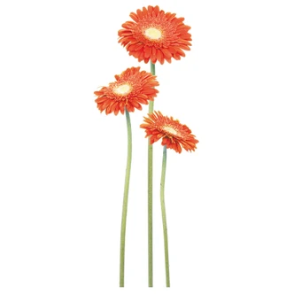 Gerbera Bundle Orange Wall sticker 