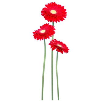 Gerbera Bundle Red Wall sticker 