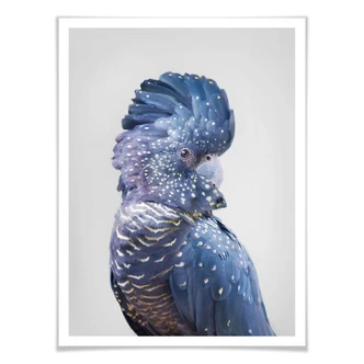 Poster Sisi & Seb - Blue Cockatoo 