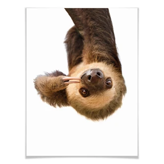 Poster Sisi & Seb - Sloth 