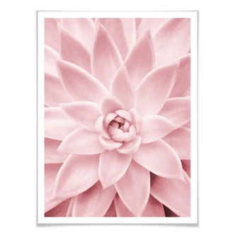 Poster Sisi & Seb - Pink Succulents 