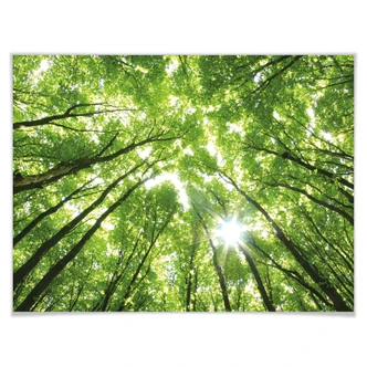 Poster Sunny Forest 2 