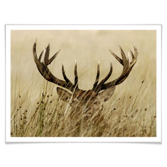 Poster Watchful deer 
