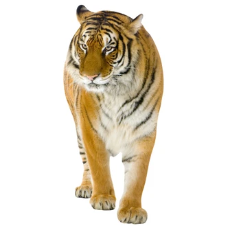 Real Tiger Wall sticker 