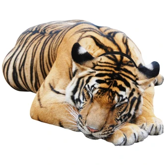 Real looking resting tiger Wall sticker 