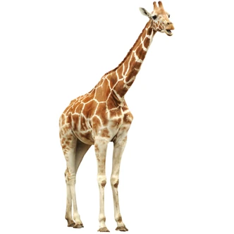 Real Giraffe Wall sticker 