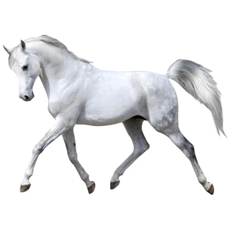 Real Horse Wall sticker 