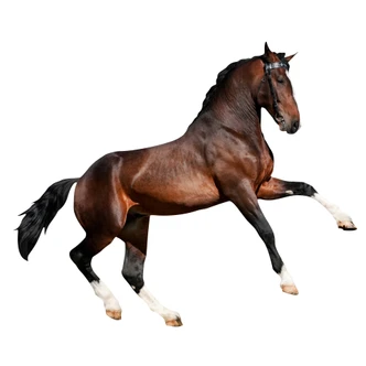 Real acting Horse Wall sticker 