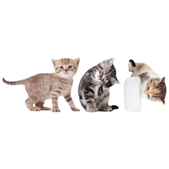 Cute Cat 01 Wall sticker 