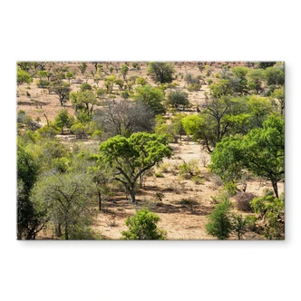 Acrylic print Savannah landscape in Africa - Hugonnard 