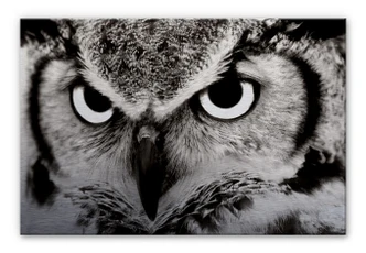 Proud Owl Aluminium print 