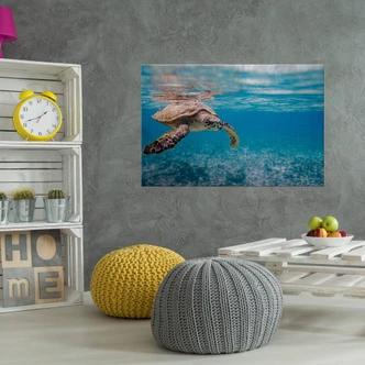 Swimming Turtle Aluminium print 
