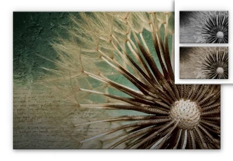Dandelion - Poetry Aluminium print 