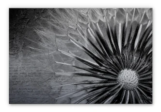 Dandelion - Poetry Aluminium print 
