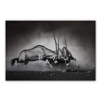Duel Aluminium print 