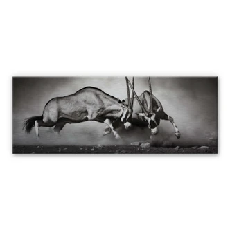 Duel - Panorama Aluminium print 