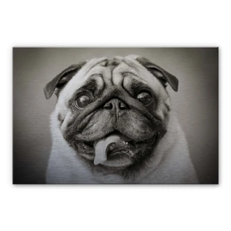 Lovable Pug Aluminium print 