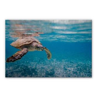 Swimming Turtle Aluminium print 