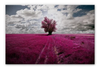 The Lonely Tree Aluminium Print 