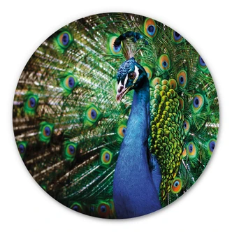Alu-Dibond Wall Circle Beautiful Peacock 