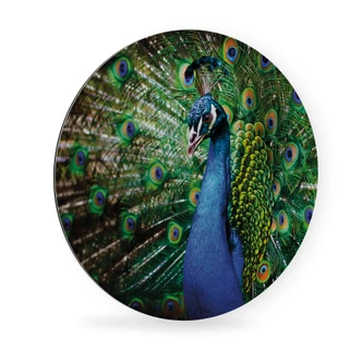 Alu-Dibond Wall Circle Beautiful Peacock 