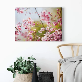 Cherry Blossoms Canvas print 