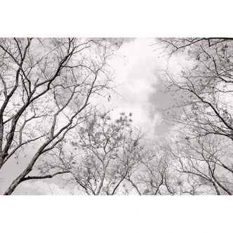 Wall Mural Tree Tops 
