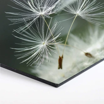 Hexagon - Alu-Dibond Delgado - Dandelions diversity 