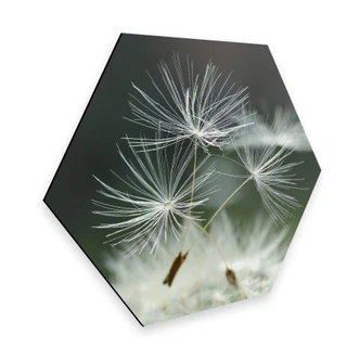 Hexagon - Alu-Dibond Delgado - Dandelions diversity 
