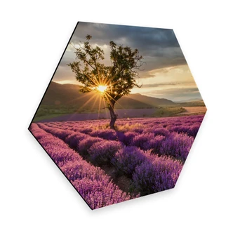 Hexagon - Alu-Dibond - Lavendel in de Provence  