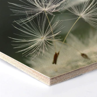 Hexagon Wood Delgado - Dandelion diversity 