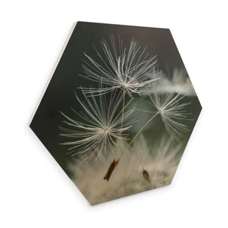 Hexagon Wood Delgado - Dandelion diversity 