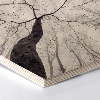 Hexagon - Birch veneer Pavlasek - A view of the tree tops 