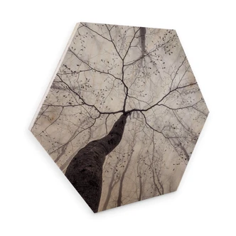 Hexagon - Birch veneer Pavlasek - A view of the tree tops 