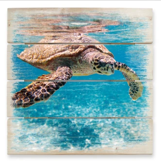 Swimming Turtle - Wood Print 