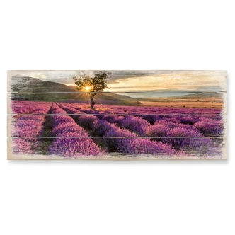 Lavender Flowers in Provence - Panorama Wood print 