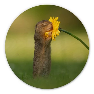 Wall Circle Wood van Duijn - Squirrel smells a flower 